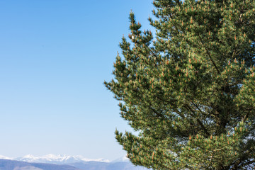 blue sky over snowy mountain with tree
