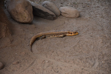 Canary giant lizard (Gallotia stehlini)