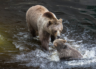 Obraz premium Cute family of brown bear mother bear and its baby playing in the dark water. Ursus arctos beringianus. Kamchatka bear.