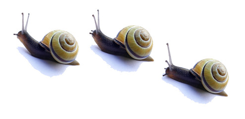 A caravan of three snails
