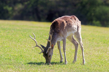 Naklejka na ściany i meble fallow deer grazing on a meadow