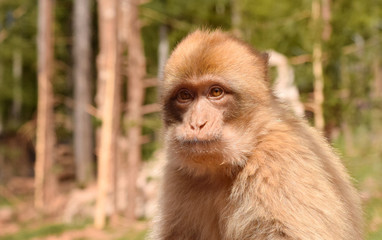Barbary monkey face in parkland
