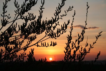 Zach&oacute;d Słońca Wiosna Bzie