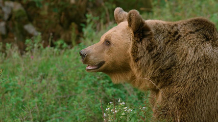 Fototapeta premium Adult bear full face