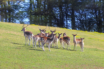 Naklejka na ściany i meble group of fallow deer on a meadow