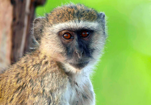 African Barbary monkey closeup