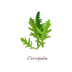 Arugula leaves. Salad, rucola, ingredient. Cooking herbs concept. Vector illustration can be used for topics like healthy food, vegan or vegetarian diet