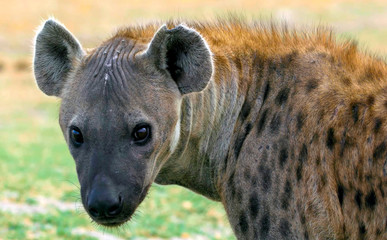 African hyena close-up