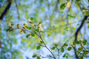 White Fothergilla flowers in the forest in the Spring