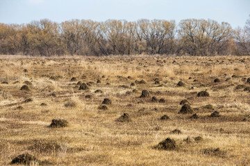 anthills in the field in spring