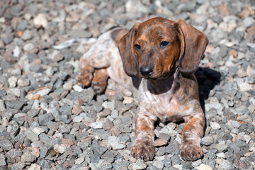 dachshund puppy garden day light 