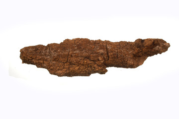 tree bark isolated on white background
