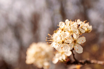 Spring bloom trees. macro, place for text. Concept of beauty, tenderness, naturalness.