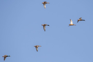ducks fly south
