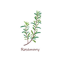 Rosemary sprig. Green twig with leaves. Cooking herbs concept. Vector illustration can be used for topics like condiment, seasoning, cuisine