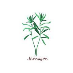Sprig of tarragon. Green leaves, twigs, estragon. Cooking herbs concept. Vector illustration can be used for topics like seasoning, condiment, cuisine