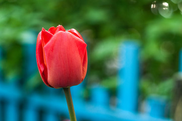 Tulip spring flower
