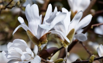 Obraz na płótnie Canvas Close up of beautiful Magnolia blossom in sunlight