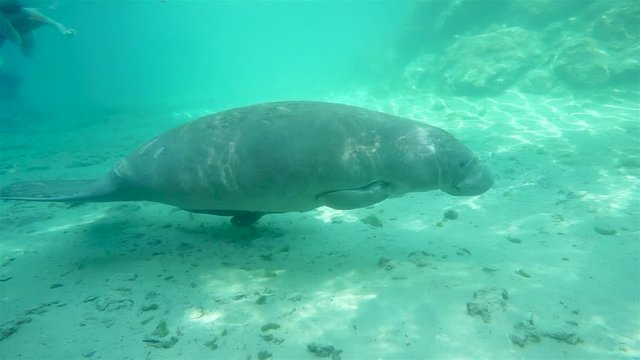 A West Indian Manatee (Trichechus manatus) cow and calf swim through the headwaters of Florida's Three Sisters Springs. Many manatees winter here. Note the boat propeller scars on the mother's back.