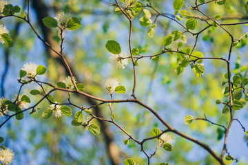 White Fothergilla flowers in the forest in the Spring
