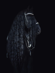 portrait of stunning friesian stallion on black background