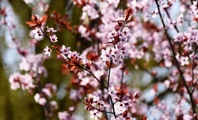 Close up of beautiful pink Japanese cherry blossoms