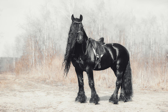 friesian stallion horse in spring forest