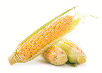 fresh raw corn cob isolated on white background