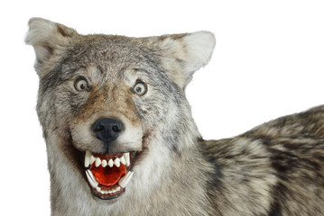 wolf muzzle animal grin isolate white background