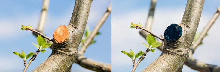 Tree branch trimmed and wound healing substance applied