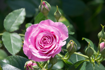 メアリーローズ