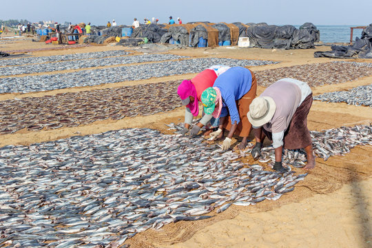 people working at beach fish market in Negombo	