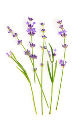 Fototapeta premium Bukiet kwiatów lawendy na białym tle