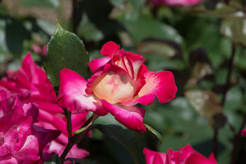 アパッチティアーズ