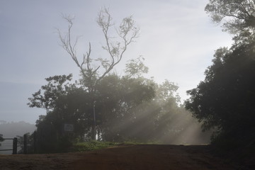 Fototapeta premium Raio de Sol através de floresta