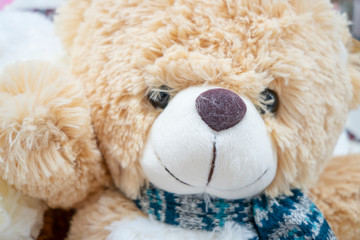 Teddy Bear toy on  collection