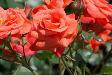 オレンジシルク