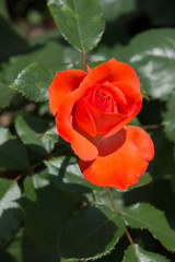 オレンジシルク