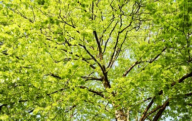 close up of a tree with spring green leaves