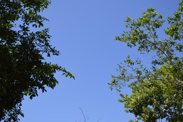 	 Céu azul , copa de árvore 