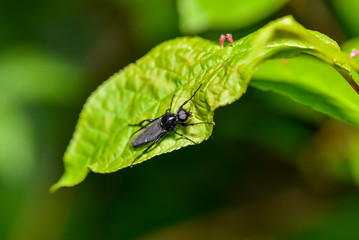 Fliege
