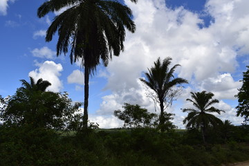 Silhueta de vegetação tropical, palmeira, céu azul e nuvem cumulus
