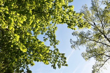 close up of a tree with spring green leaves