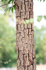 Obraz premium trunk of a tree