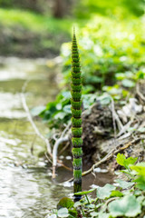 river plant