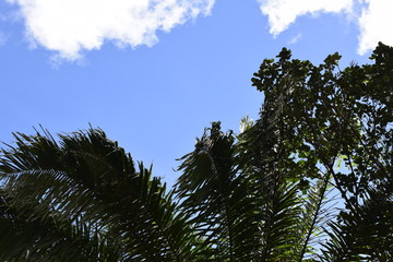 Palma de palmeira e céu azul