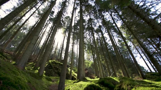 Panning up within a forest in the Elan Valley Wales