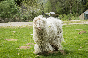 sheep (angora) in field