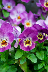 Flores de pensamiento en violeta. Plantas ornamentales. 