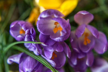 Fototapeta na wymiar Primer plano de pequeñas flores de tulipas lilas